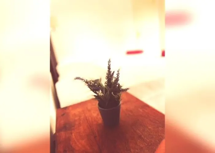 Casa Hibiscus