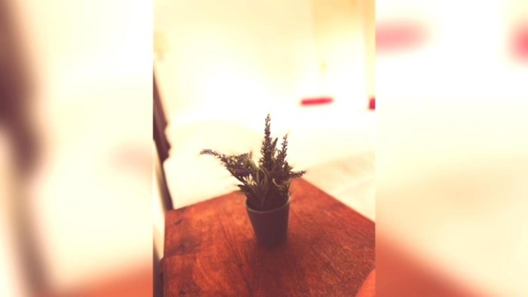 Apartamento Casa Hibiscus